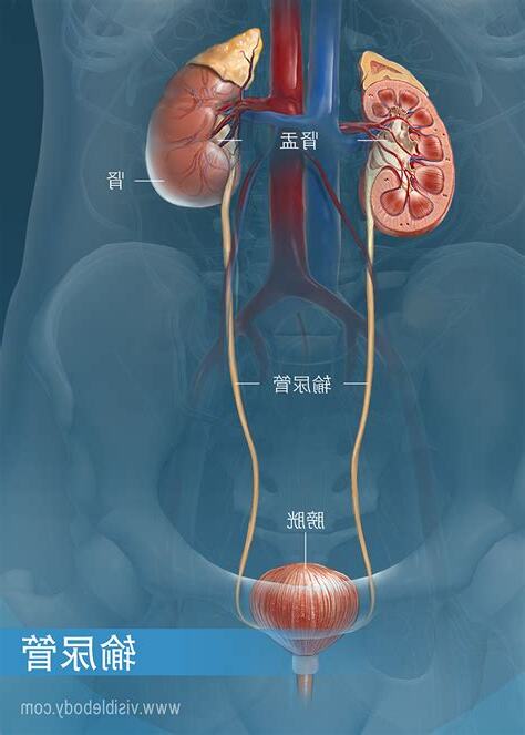 泌尿系統 常識